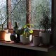Planter SC 71 &Tradition