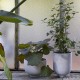 Planter SC 71 &Tradition